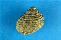 藏品(草蓆鐘螺)的圖片